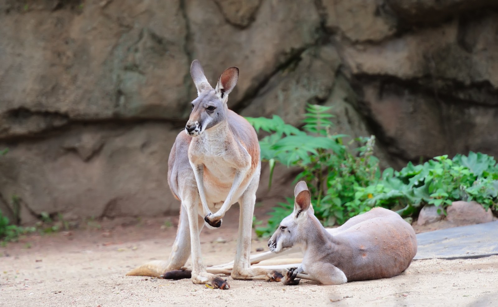Two kangaroos in a wildlife enclosure